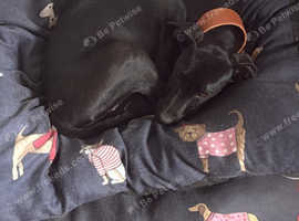 Staffy cross lurcher
