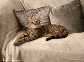 Domestic short haired cat