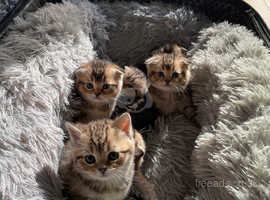 Last 4 British shorthair & Scottish fold kittens