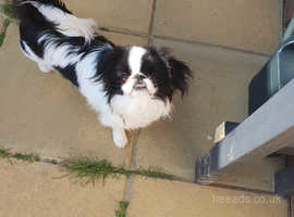 9 month old male japanese chin