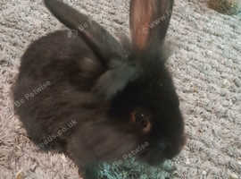hi i have 5 baby bunnies wanting to join a new loving family