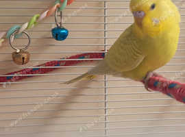 Young budgies ready to hand tame