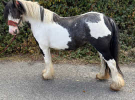 Millie cob mare