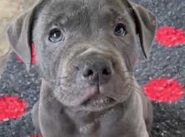 8 adorable kc staffy  looking for their forever home