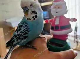 Lost  blue male budgie Been missing since 30th March from Dundee