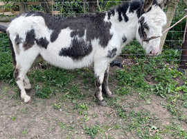 Selection of donkeys