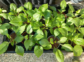 Dwarf Dahlia plants