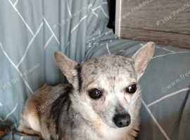 Blue merle chihuahua girl looking for a family home