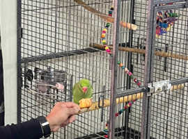 1 year old green indian ringneck