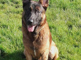 Male Belgium Malinois for sale in Grimsby