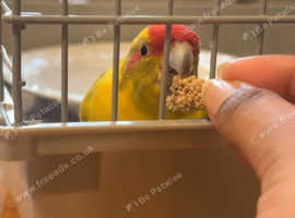 Adorable Kakariki Parrot Needs a Loving Home