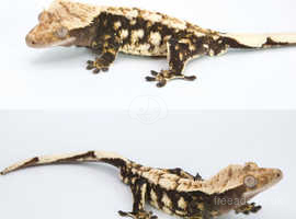 High End Snowflake Contrast Crested Gecko