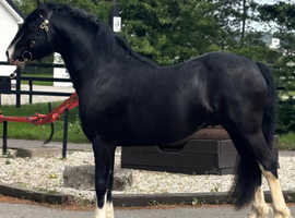 5 year old licenced stallion show prosepect/stud