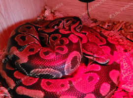 Royal ball python