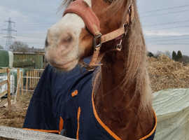 Well breed c mare xx