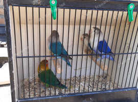 Opaline Split Lovebird