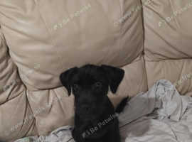 Schnauzer female puppy for sale