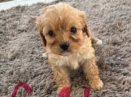 Fantastic Cavapoo Puppies
