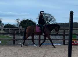 Gelding eventer/allrounder