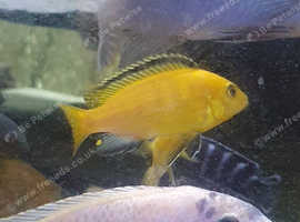 Yellow Lab Malawi Cichlids