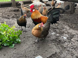 Dutch bantam chicks for sale