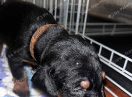 Doberman puppies for sale