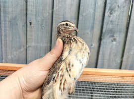 Male Coturnix quail