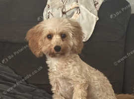 Cavapoochon  Male 6 months
