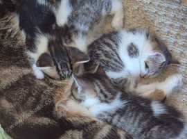 Kitens