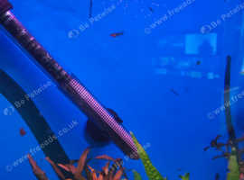 Guppy babies