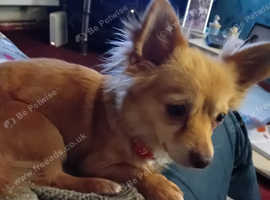 Chihuahua dogs for stud in London