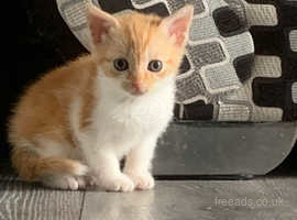 Ginger and white kitten