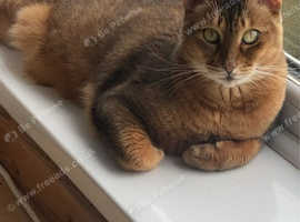 Female Chausie