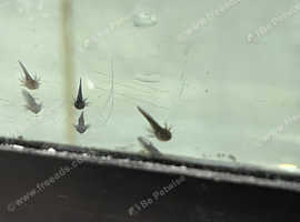 Axolotls babies
