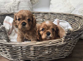 Adorable Ruby Health tested Cavalier King Charles Spaniel