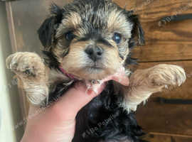 Toy Morkie Last Girl available!!! Ready Now