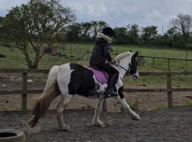 13.2 family cob
