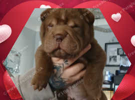 pedigree papers shairpei puppy
