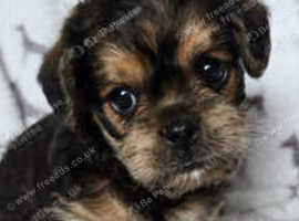 Adorable fluffy pugs pugapoos  REDUCED
