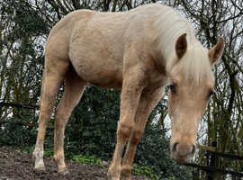 REDUCED Palomino pure bred Quarter Horse.Offers considered