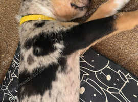 7 week old boy pup