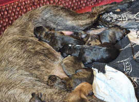 Puppies for sale