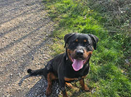 Rottwiler in need of a new home.
