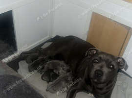 Stunning blue staffordshire bull terrier