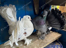 Pigeons for sale