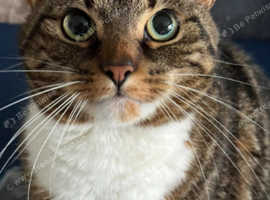 6 Year old female cat for sale