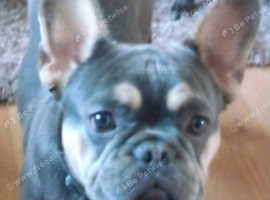 French bulldog girl