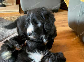 Sheepadoodle puppies ( old English sheepdog x Poodle pups)