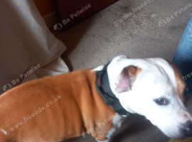 Staffy x
