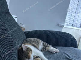 2x American Shorthair kittens for sale